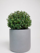 products/SotoProductShootLowQ-2717_420755f1-3238-48f4-a54b-ae4896486b5e.jpg